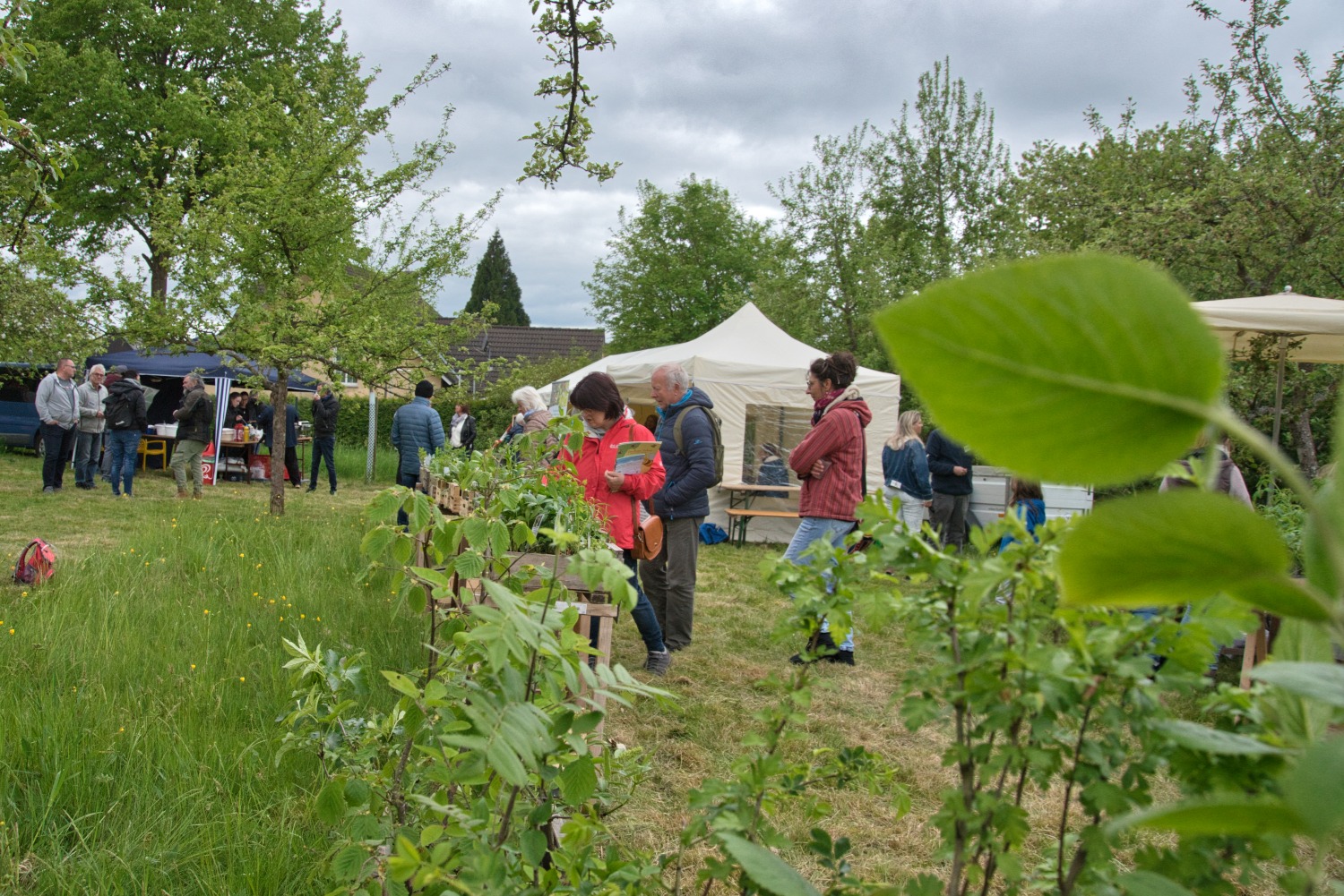 Zweites Streuobstwiesenfest Zorn (Heidenrod): Ein Fest für die Vielfalt und das Erbe. 1