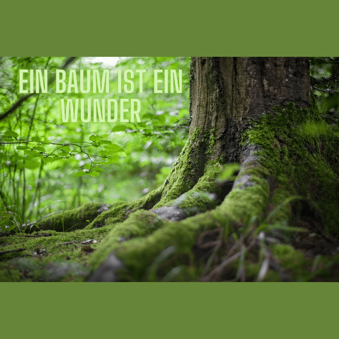 Eine Baumwurzel
